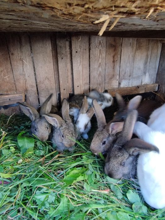 Sprzedam młode srokacze