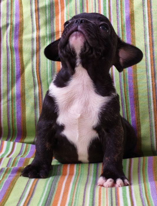 Macho bulldog francês