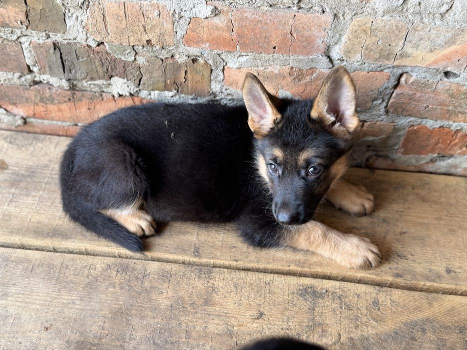 Лозовая Щенки Чистокровной Немецкой Овчарки от Заводчика