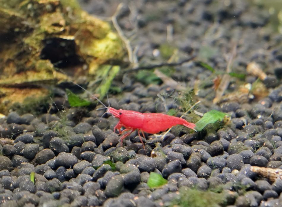 Camarões red cherry