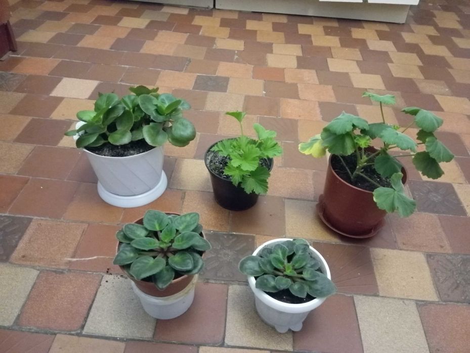 Цветы комнатные  недорого