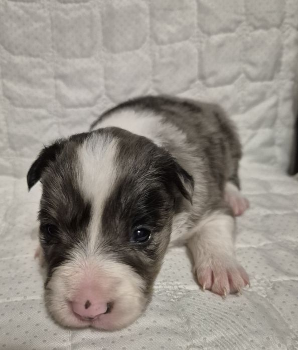 Border collie suczka blue merle