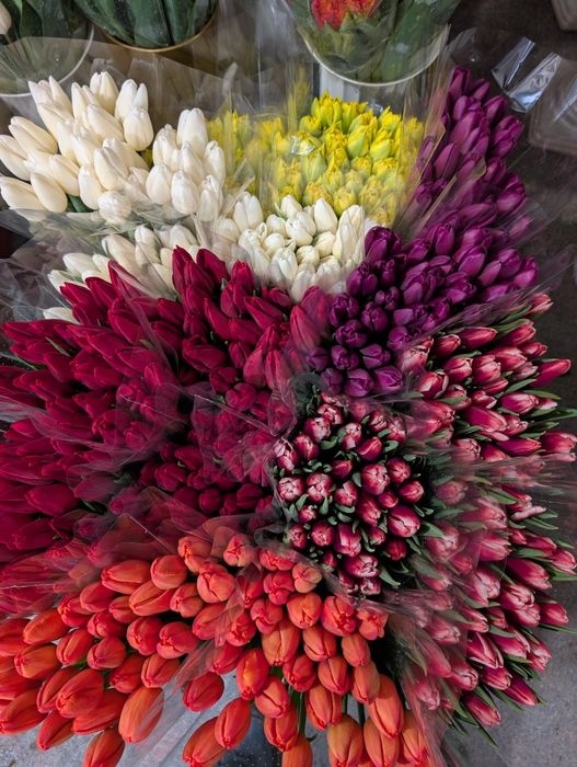 Тюльпан оптом від виробника  (опт роздріб) доставка квітів Полтава