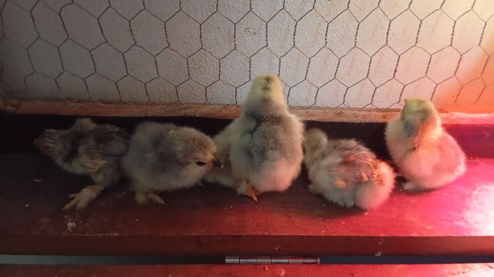 Pekins Lavanda Pintos e ovos disponíveis para Incubação