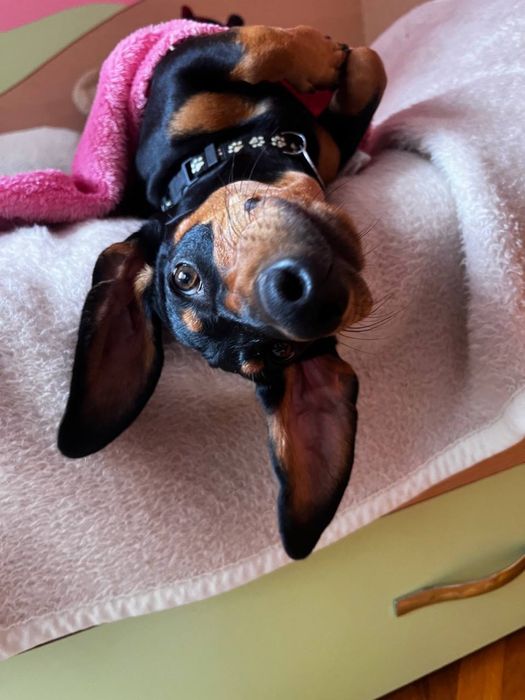 Вязка! Чистокровна такса! Хлопчик