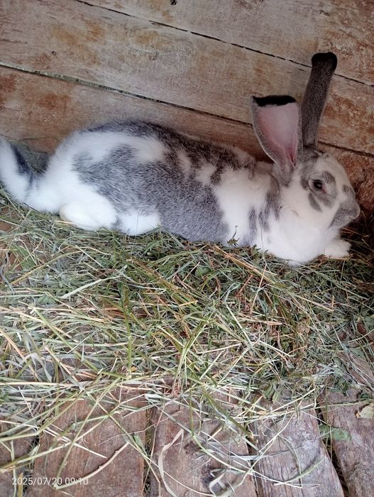 Кролі  і мододняк