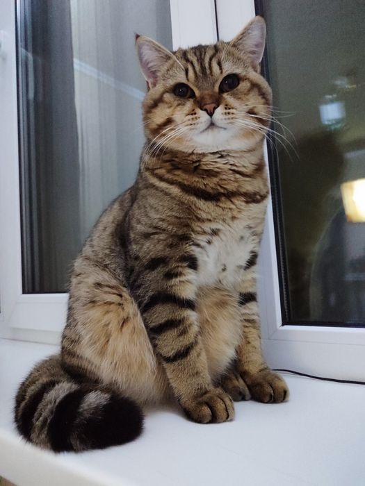 В'язка котів Житомир