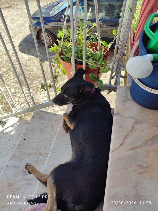 Pet Sitting em Silvã de Cima e Viseu