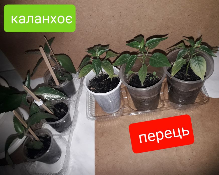 Саджанці Декоративний кімнатний перець