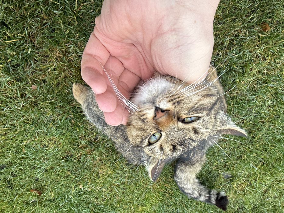 Отдам молодого кота подростка в хорошие руки