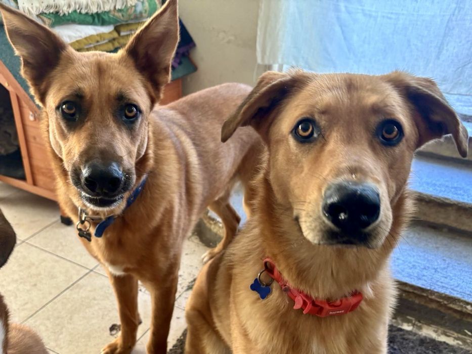 Machos de 1 ano e meio para adoção responsável