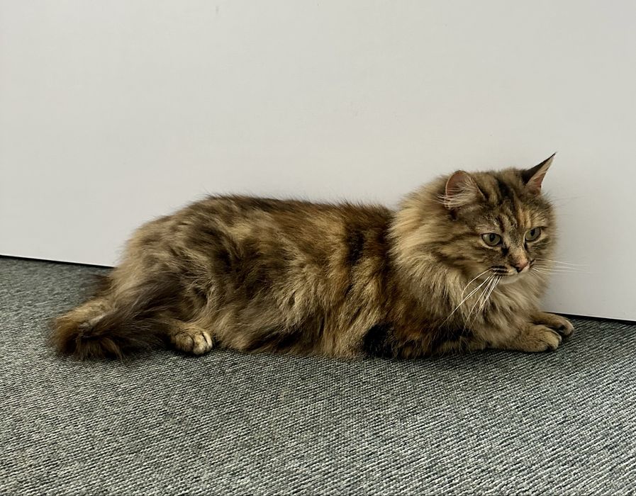 Кошечка в добрые руки