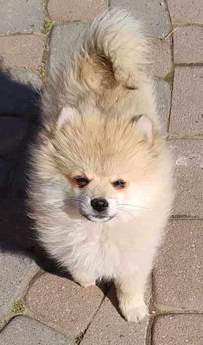 Szpic miniaturowy szczeniak Pomeranian z rodowodem sunia