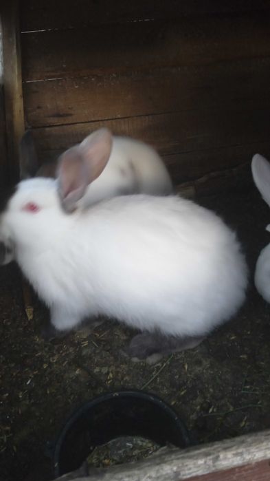 Кролі  термони, бургундська- продам