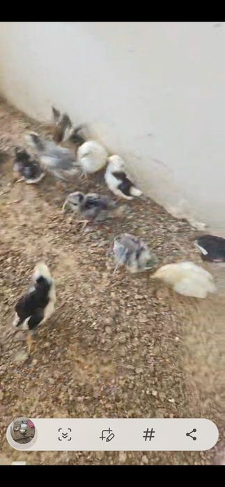 Kurczaki szwedzkie kwiaty