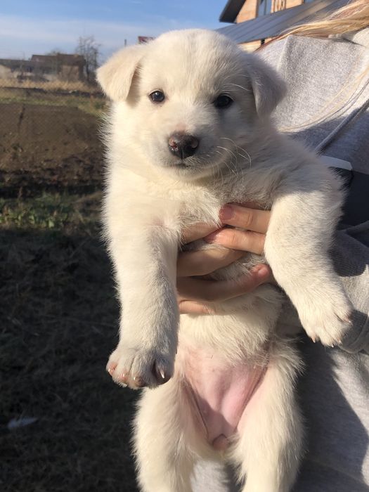 Віддам щенят в добрі руки