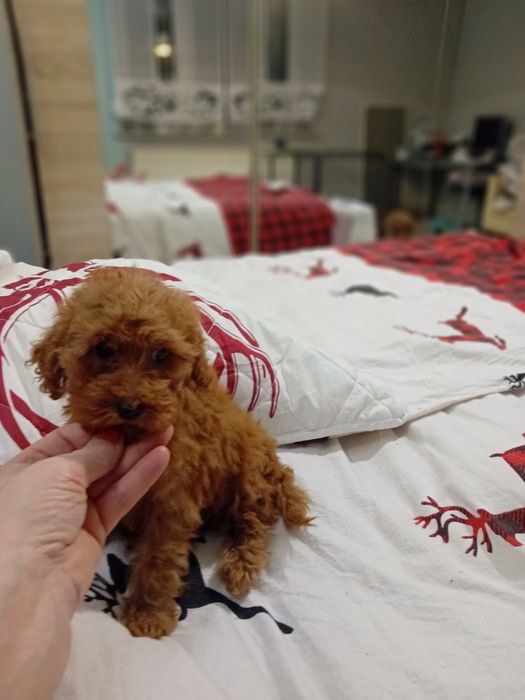 Pudełek toy samiec koło Poznanua