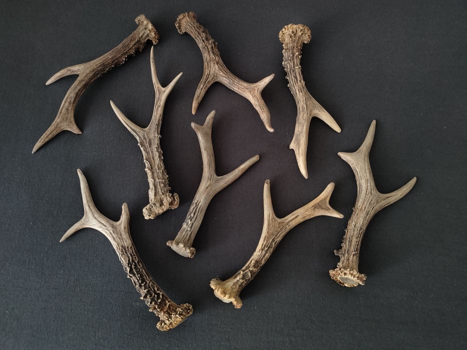 Zestaw parostków 8 sztuk, poroże myłkus parostki