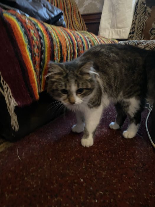 Безкоштовно Котикі дівчатка 4