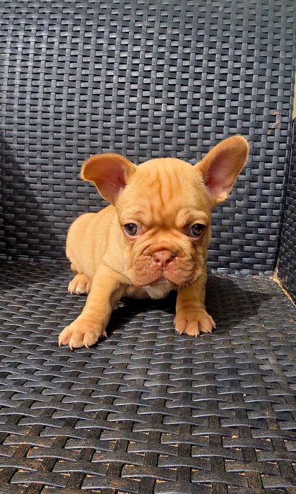 Bulldog Francês Macho