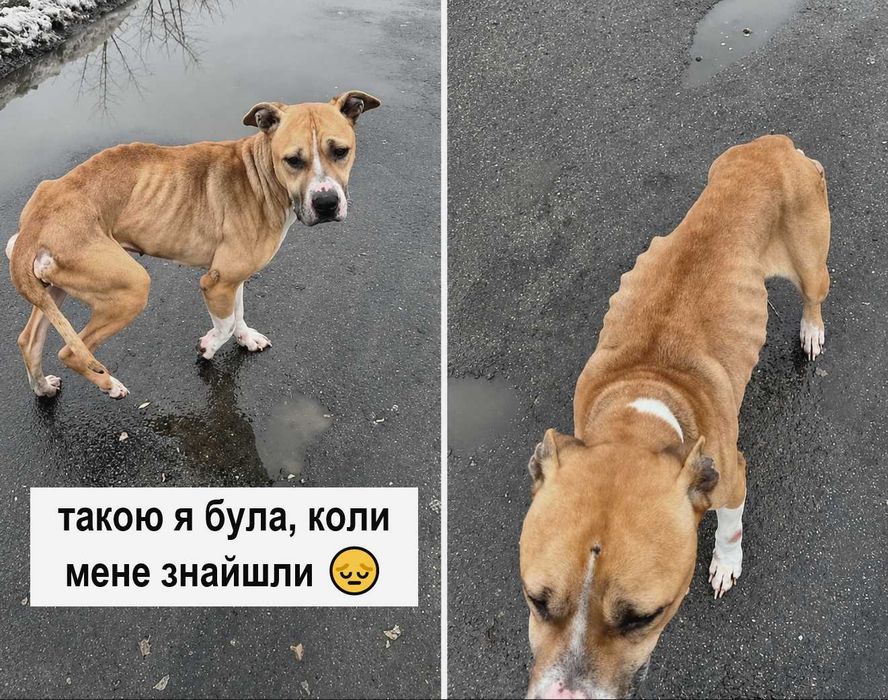 Стаф в добрі руки (дівчинка, добра, соціалізована, не на ланцюг)
