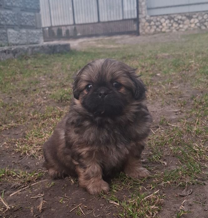 Пекінес дівчинка!!