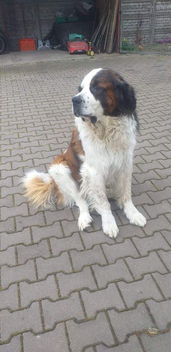 Oddam cudownego bernardyna w dobre ręce