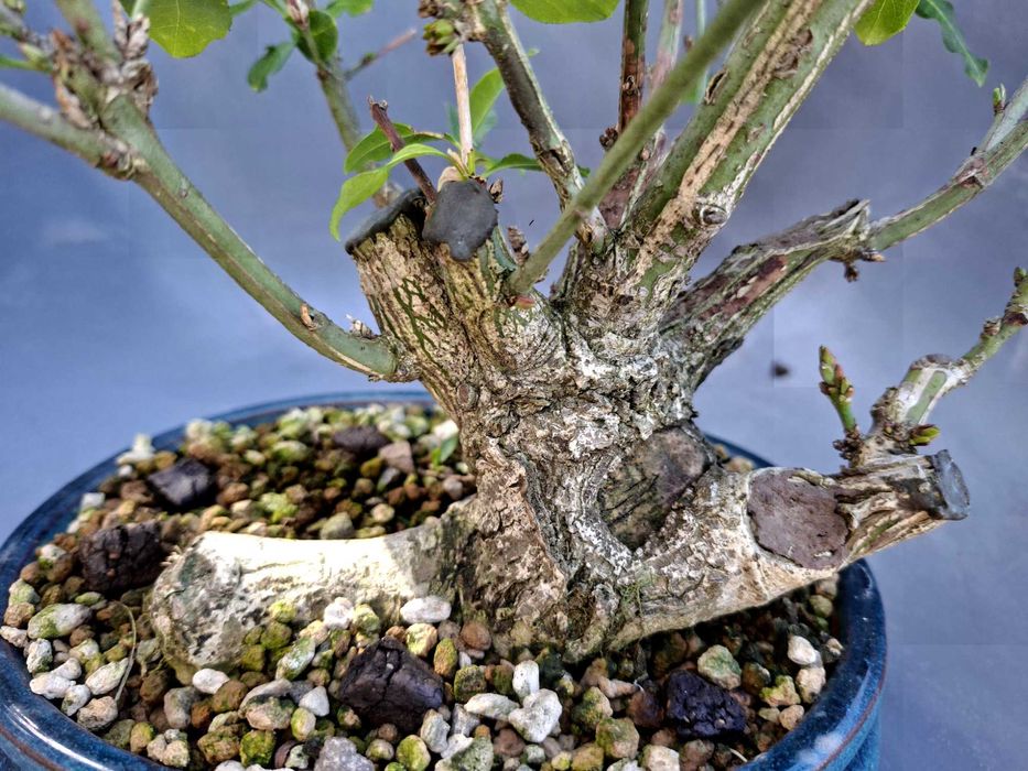 Bonsai Euonymus Europea