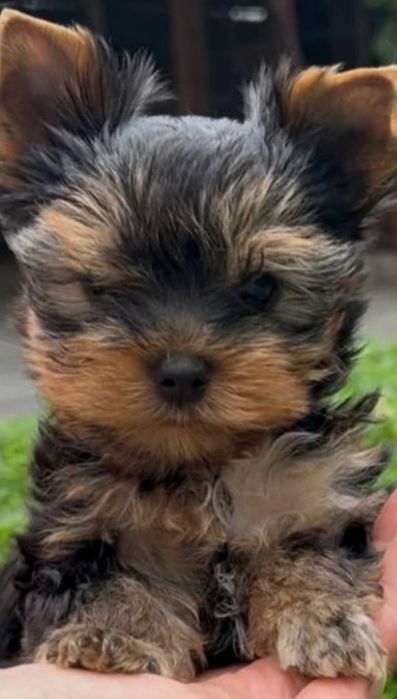 Щенки йорк МИНИ девочки