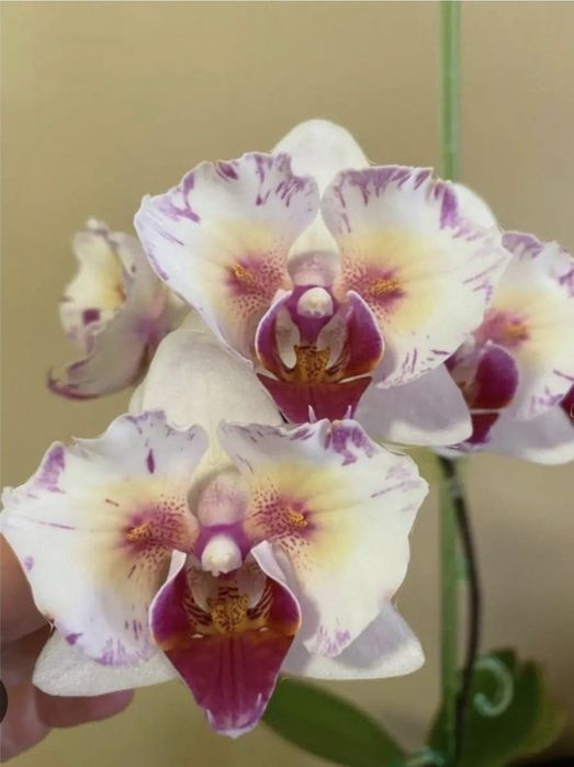 Орхидея 777 или РF 5210 Little Gem Stripes