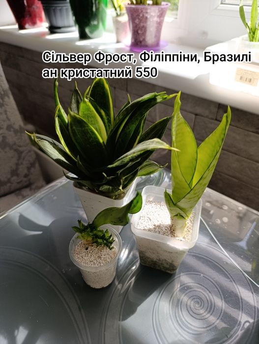 Сансевієрія Деніс, Філіппіни шикарна генетика