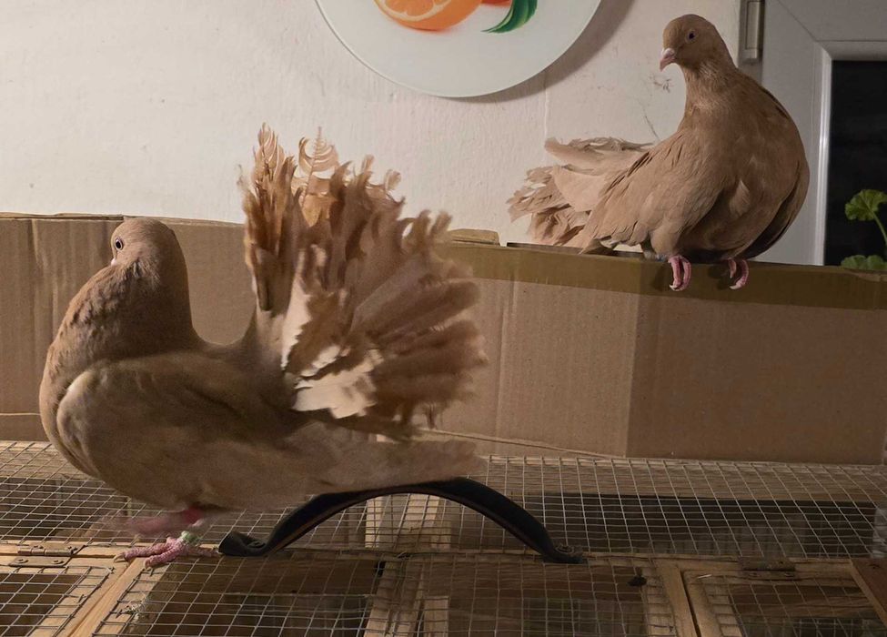 Gołębie Pawiki na Sprzedaż