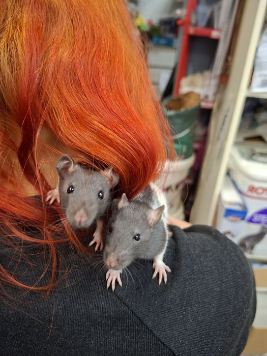 Szczurki,  szczury dziewczyny ur.03.01.26