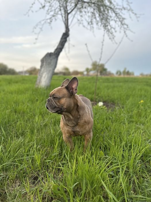Предоставляет свои услиги для случки