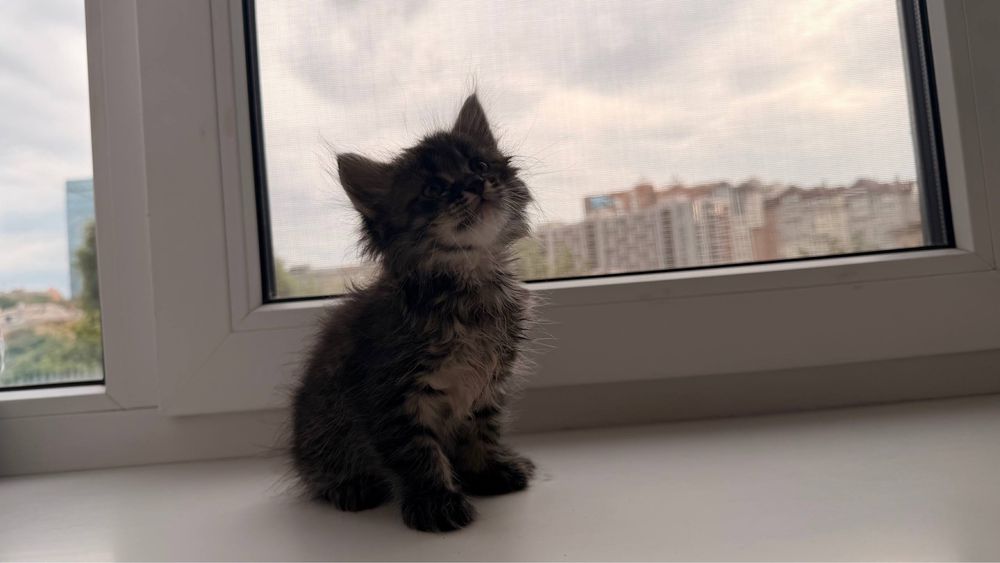 Кот   Мейн-кун