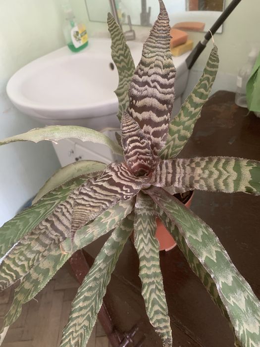 Продам криптансус коричневий