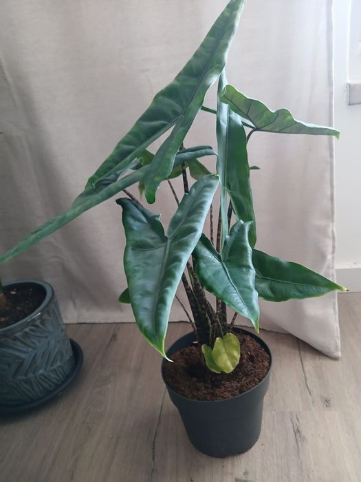 Alocasia zebrina - coleção