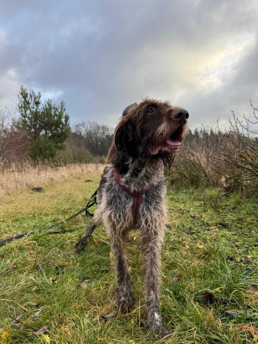 wyżeł  niemiecki szorstkowlosy  w schronisku w skierniwicach