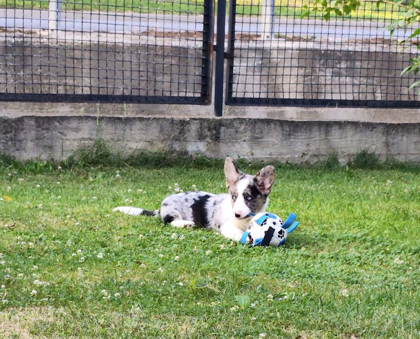 Maluszek Welsh Corgi Cardigan MAX zarezerwowany