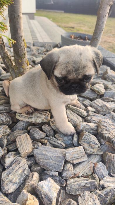 Mops beżowy pies