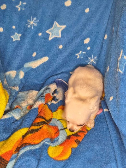 Mały Piesek Chihahuaha