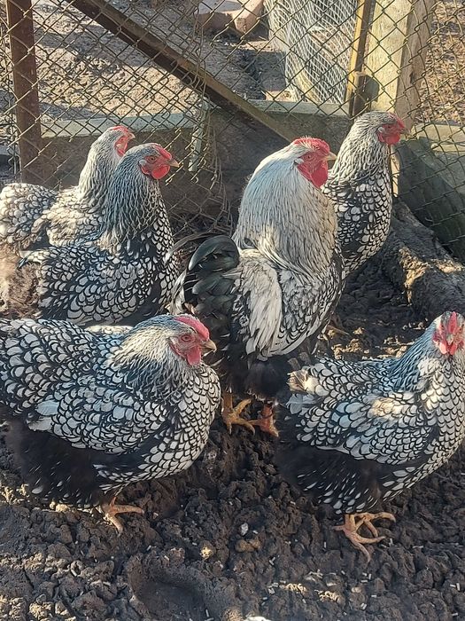 Jaja lẹgowe Wyandotta