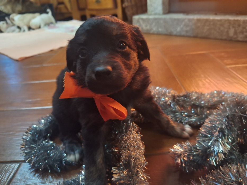 Babies collie para adoção