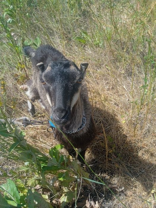 Продам коз шуты мальчик и девочка им 3 месеца