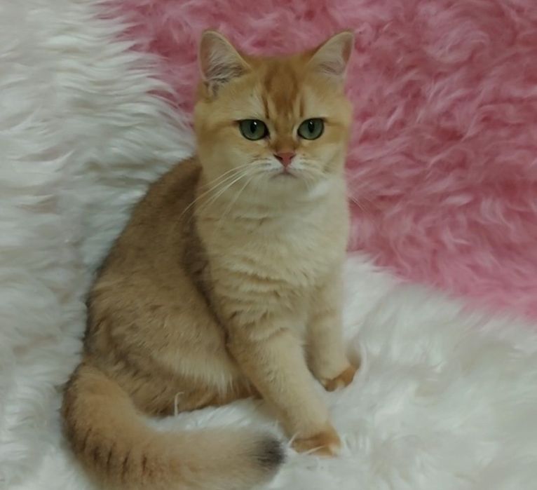 Британская молодая кошечка