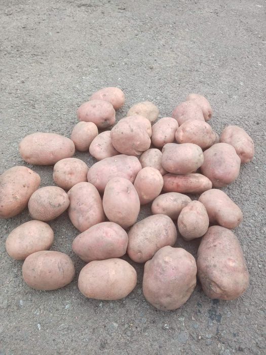 Продам велику картоплю