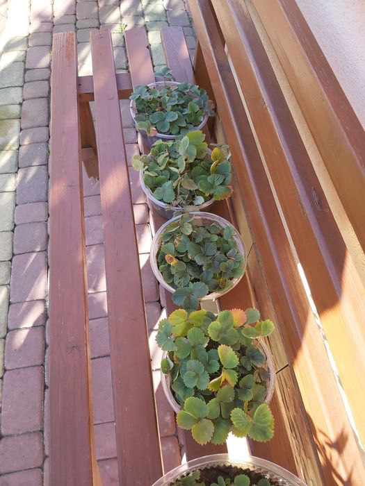 Sadzonki truskawek w donicy