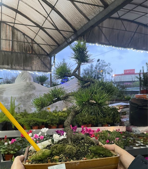 Planta Bonsai natural