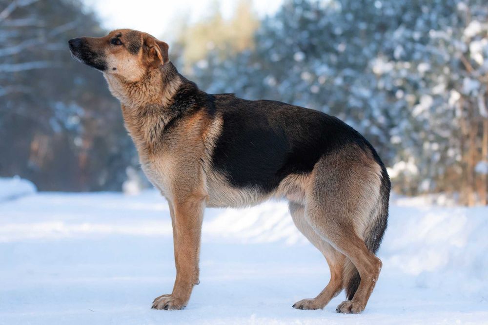 CCAMARO - duży, łagodny, przytulaśny