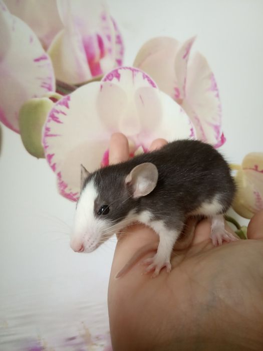 Дамбо стандарт добрі криси щурики Рекс крыса клетка доставка